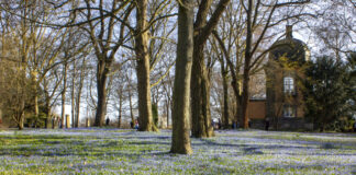 Blausterne / Scillablüten