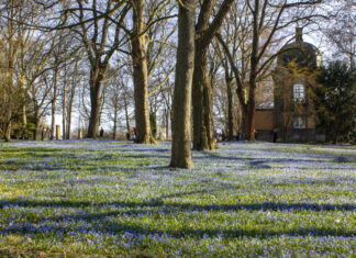 Sonntags-Radtour zum Blütenmeer-Fest Blausterne / Scillablüten