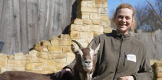 Tierpflegerin Rona Wichmann präsentiert eine Thüringer Waldziege im ARTrium des Erlebnis-Zoo Hannover