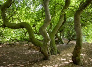 Zukunftsprojekt im Berggarten: Laubengang aus Süntel-Buchen entsteht Süntelbuche