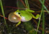 Laubfrosch