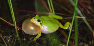 Laubfrosch