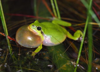 Laubfroschkonzert im Kananoher Forst: Natur hautnah erleben Laubfrosch