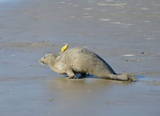 Premiere an der TiHo: Erster Tierschutztag stellt innovative Forschung in den Mittelpunkt Tierschutztag - besenderter Seehund.
