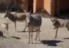 Seltener Nachwuchs im Erlebnis-Zoo Hannover - Somali-Wildesel und Addax.