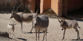 Seltener Nachwuchs im Erlebnis-Zoo Hannover - Somali-Wildesel und Addax.