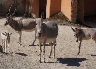 Seltene Jungtiere im Erlebnis-Zoo Hannover Seltener Nachwuchs im Erlebnis-Zoo Hannover - Somali-Wildesel und Addax.