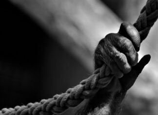 Schimpansen-Männchen „Toto“ gestorben Schimpansenhand