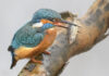 Eisvogel