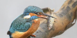 Eisvogel