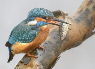 Stammtisch des NABU-Langenhagens Eisvogel