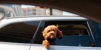 Hund im Auto