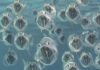 Foto: Großmäuler, Kategorie: Unterwasserwelt