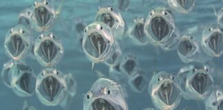 Foto: Großmäuler, Kategorie: Unterwasserwelt