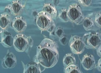 Faszination Natur – preisgekrönte Fotografie in der MHH Foto: Großmäuler, Kategorie: Unterwasserwelt