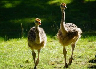 Kleine Vögel mit großem Auftrag: Nachwuchs bei den Nordafrikanischen Rothalsstraußen im Erlebnis-Zoo Hannover Nachwuchs bei den Rothalsstraussen