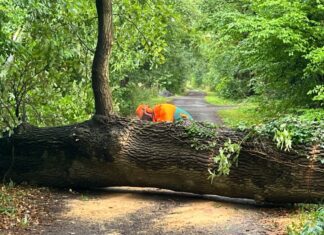 Engelbostel: Unwetter sorgt für zwei Feuerwehreinsätze binnen einer Stunde Eiche stürzt auf Straße