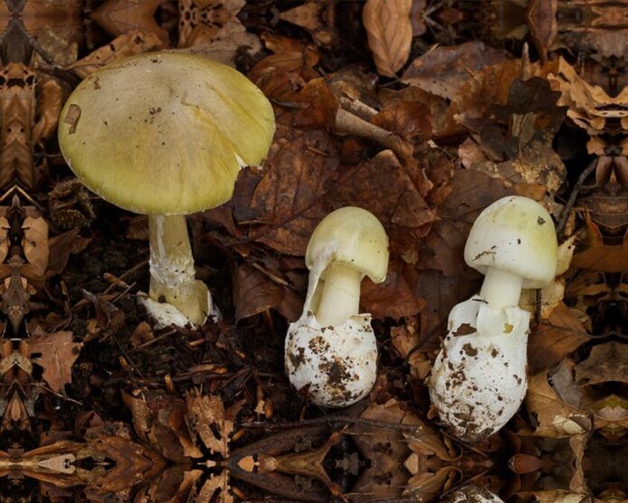 Grüne Knollenblätterpilze / Amanita phalloides Der Verzehr ist lebensgefährlich: Grüne Knollenblätterpilze in unterschiedlichen Wachstumsstadien.