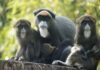 Brazza-Meerkatze im Erlebnis-Zoo Hannover mit ihren drei Jungtieren