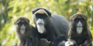 Brazza-Meerkatze im Erlebnis-Zoo Hannover mit ihren drei Jungtieren