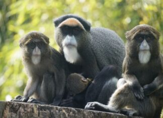 Drittes Jungtier bei den Brazza-Meerkatzen im Erlebnis-Zoo Hannover Brazza-Meerkatze im Erlebnis-Zoo Hannover mit ihren drei Jungtieren