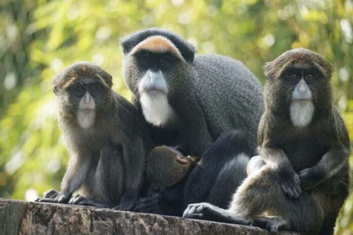 Brazza-Meerkatze im Erlebnis-Zoo Hannover mit ihren drei Jungtieren