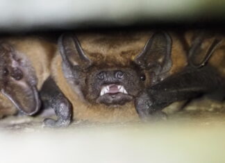 Europäische Fledermausnacht im Stadtwald Langenhagen Abendsegler nutzen gerne Spaltenquartiere im Stadtwald und sind dort bei der Jagd zu beobachten.