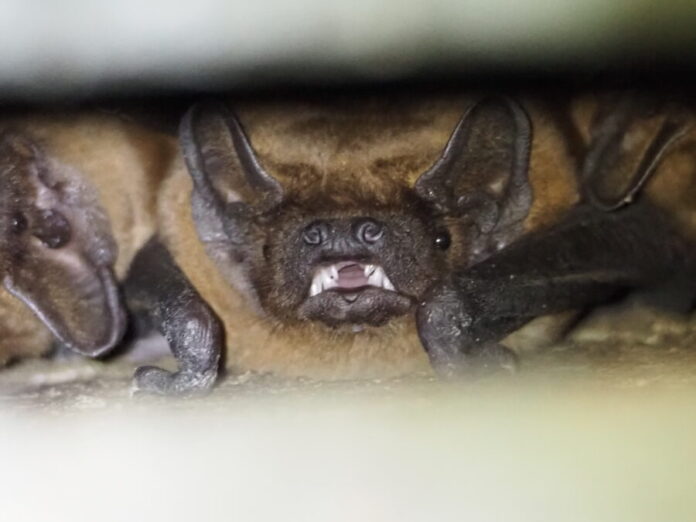 Abendsegler nutzen gerne Spaltenquartiere im Stadtwald und sind dort bei der Jagd zu beobachten.
