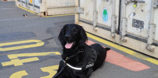 Zollhündin Emma, ausgebildeter Drogenspürhund