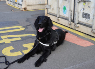 Zollhund Emma entdeckt 408 Kilogramm Cannabis aus Thailand Zollhündin Emma, ausgebildeter Drogenspürhund