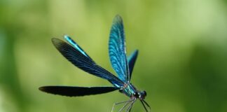 Blauflügelige Prachtlibelle