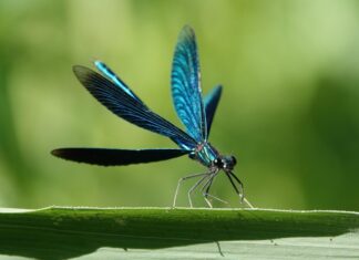 NABU Langenhagen lädt zur Exkursion auf der Projektfläche Kreyen Wisch ein Blauflügelige Prachtlibelle