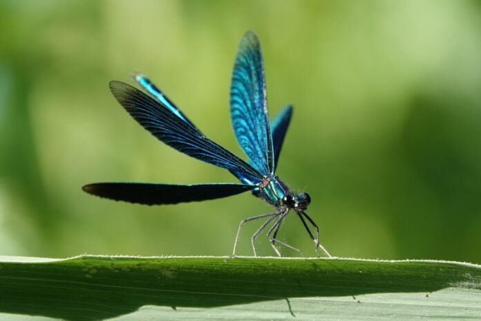 Blauflügelige Prachtlibelle