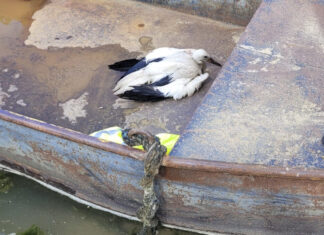 Zweite Storchenrettung binnen 24 Stunden in Lehrte – Jungtier am Kiessee geborgen Zweite Storchenrettung binnen 24 Stunden in Lehrte – Jungtier am Kiessee geborgen
