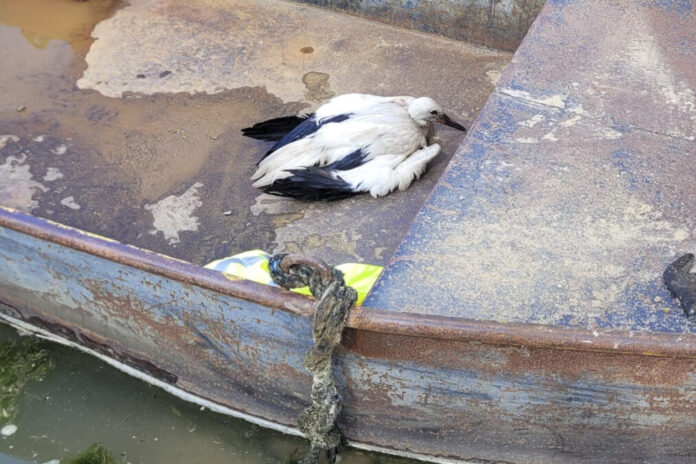 Zweite Storchenrettung binnen 24 Stunden in Lehrte – Jungtier am Kiessee geborgen