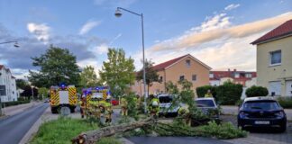 Feuerwehr Kaltenweide räumt umgestürzten Baum von der Wagenzeller Straße
