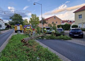 Feuerwehr Kaltenweide räumt umgestürzten Baum von der Wagenzeller Straße Feuerwehr Kaltenweide räumt umgestürzten Baum von der Wagenzeller Straße