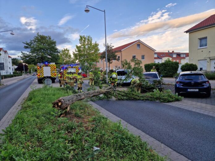 Feuerwehr Kaltenweide räumt umgestürzten Baum von der Wagenzeller Straße