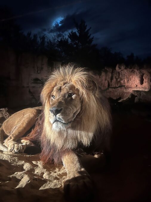 berberlöwe, nachts