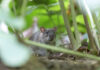 Ratte