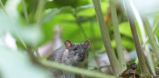 Ratte