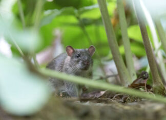 Stadt Langenhagen ruft zur gemeinsamen Rattenbekämpfung auf Ratte