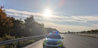 Polizei rettet Jungschwan auf der Autobahn