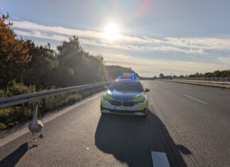Polizei rettet Jungschwan von der A2 – Tierischer Einsatz bei Lehrte Polizei rettet Jungschwan auf der Autobahn