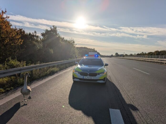 Polizei rettet Jungschwan auf der Autobahn