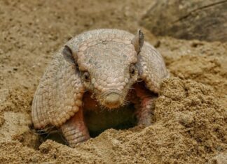 Gut gepanzert, aber gefährdet: Erlebnis-Zoo Hannover widmet Aktionswochenende dem Gürteltier Gürteltier