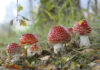 Foto: Fliegenpilze