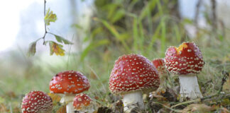 Foto: Fliegenpilze
