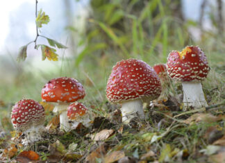 Pilz-Entdeckertag im Wald: Spannendes Naturabenteuer für Kinder mit der Rudi-Rotbein-Gruppe Foto: Fliegenpilze