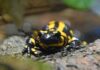 Der Erlebnis-Zoo setzt sich für Feuersalamander ein.